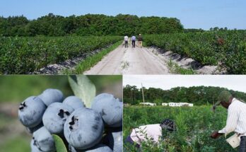 건강을 생각하는 블루베리즙