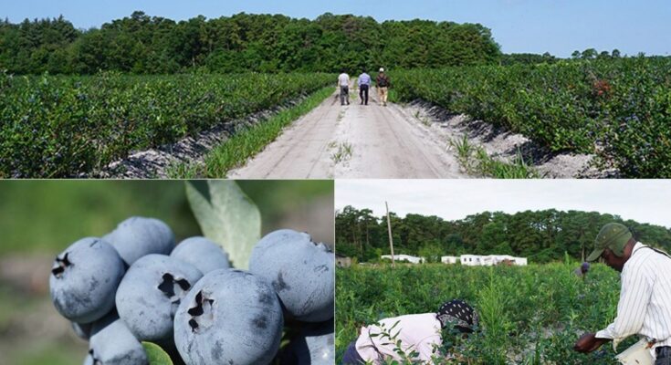 건강을 생각하는 블루베리즙